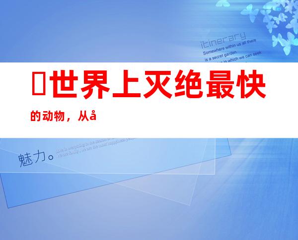 ​世界上灭绝最快的动物，从发现到灭绝只需27年（皮毛惹祸）