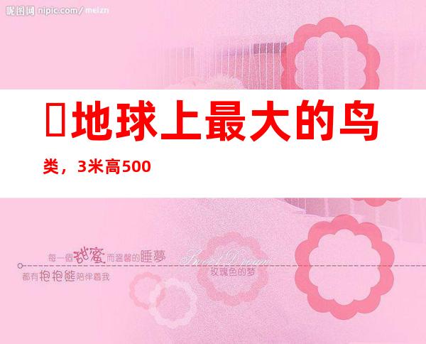 ​地球上最大的鸟类，3米高500公斤重的象鸟(具有世界第一大鸟的称号)