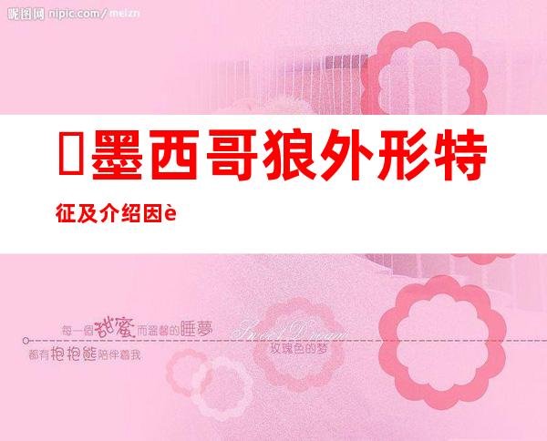 ​墨西哥狼外形特征及介绍 因被人类捕杀而濒临灭绝