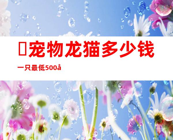 ​宠物龙猫多少钱一只?最低500元一只(价格不固定)