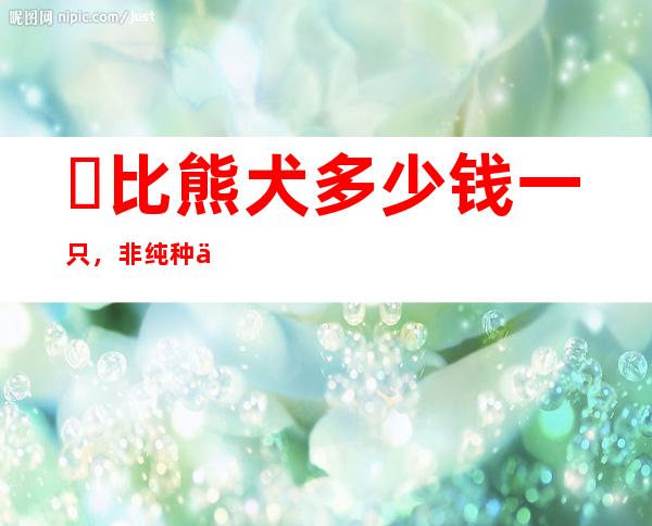 ​比熊犬多少钱一只，非纯种价格200元起步/纯种价格800元起步