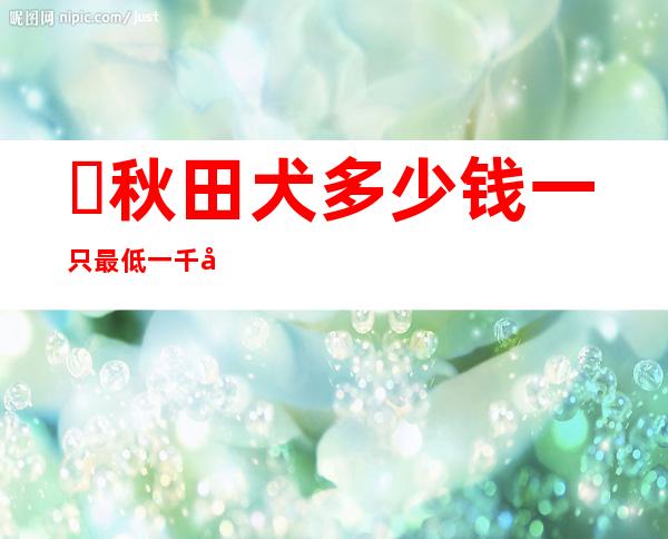 ​秋田犬多少钱一只?最低一千元左右(品相越好价格越贵)