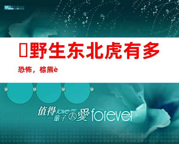 ​野生东北虎有多恐怖，棕熊豹子都是它的食物(还曾拍碎汽车玻璃)