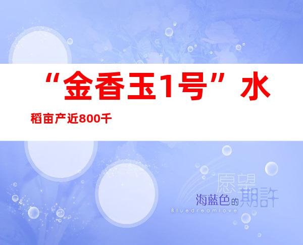 “金香玉1号”水稻亩产近800千克 推行面积已经超百万亩