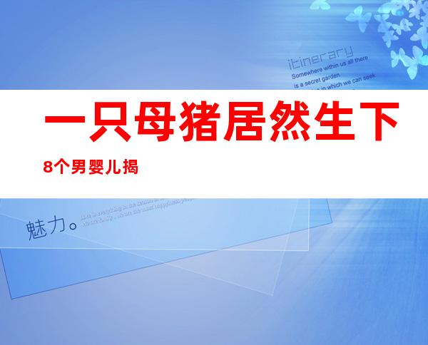 一只母猪居然生下8个男婴儿 揭秘母猪生男婴背后恐怖真相