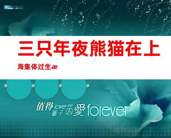 三只年夜熊猫在上海集体过生日 手工“生日面”融进爱以及祝愿