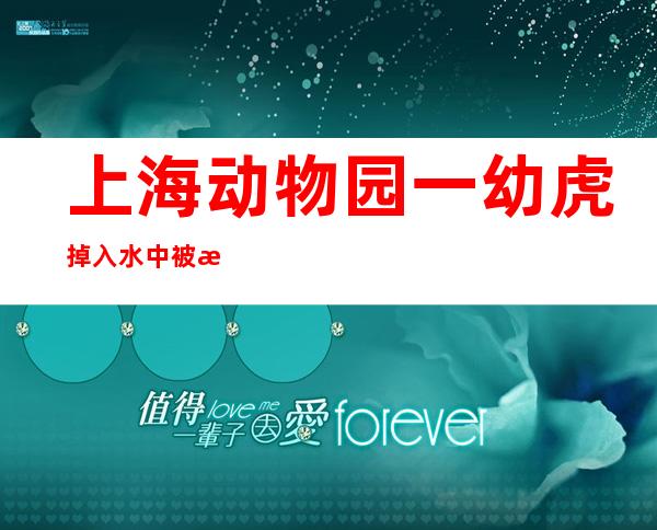 上海动物园一幼虎掉入水中被淹死，园方：确有此事，正在调查