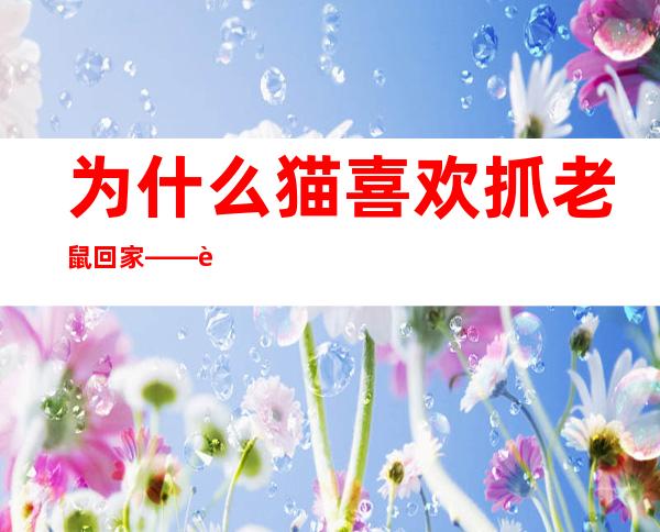 为什么猫喜欢抓老鼠回家——老鼠回家是不是有说法了