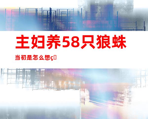 主妇养58只狼蛛 当初是怎么想的？