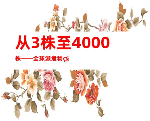 从3株至4000株——全球濒危物种百山祖冷杉59载保护成果发布