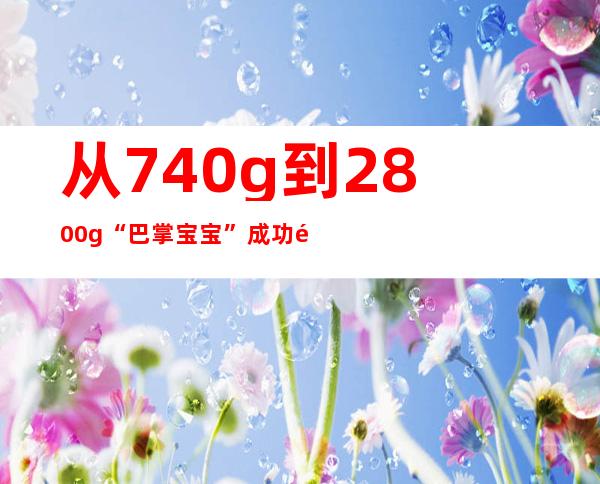 从740g到2800g “巴掌宝宝”成功闯过“生命关”