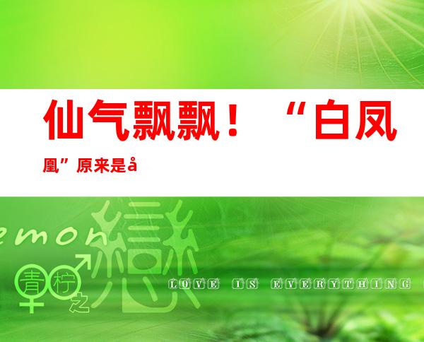 仙气飘飘！“白凤凰”原来是国度二级庇护动物白鹇