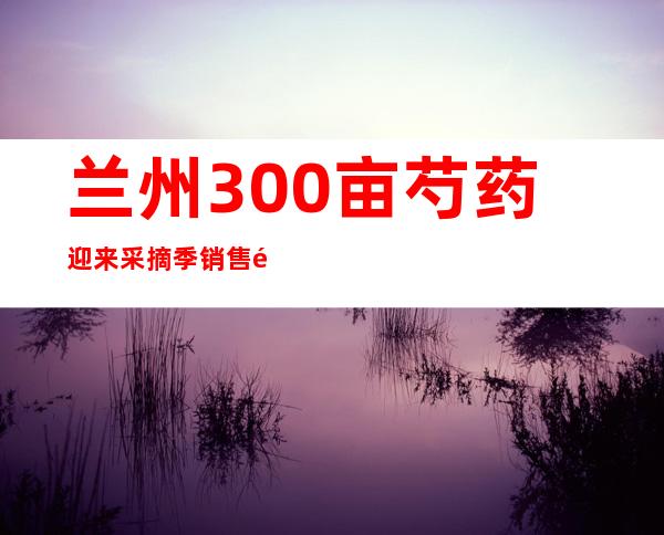 兰州300亩芍药迎来采摘季 销售逐渐形成全产业链