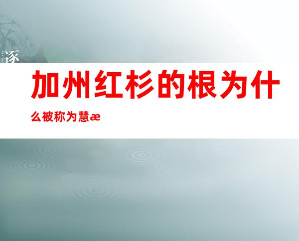 加州红杉的根为什么被称为慧根（加州红杉的生长中获得的启示）