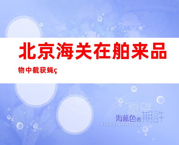 北京海关在舶来品物中截获蝇类虫豸近500只