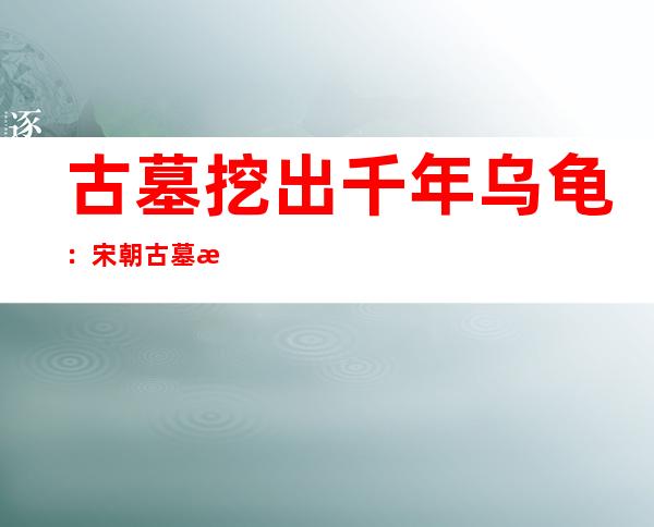 古墓挖出千年乌龟：宋朝古墓惊现千年巨龟是真是假