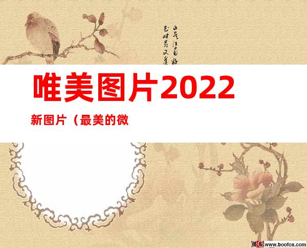 唯美图片2022新图片（最美的微信头像图片）