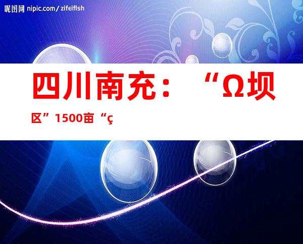 四川南充：“Ω坝区”1500亩“白玉”萝卜喜获丰收 远销海外