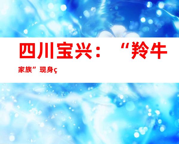 四川宝兴：“羚牛家族”现身 结伴欢快渡河