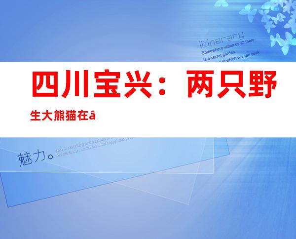 四川宝兴：两只野生大熊猫在“网红水塘”结伴而行