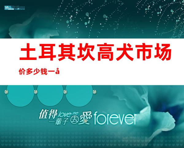 土耳其坎高犬市场价多少钱一只-土耳其坎高犬和中亚牧羊犬