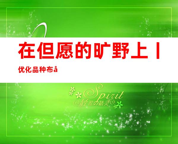 在但愿的旷野上丨优化品种布局 促成食粮丰登农夫增收