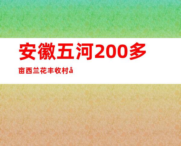 安徽五河200多亩西兰花丰收 村平易近采摘忙