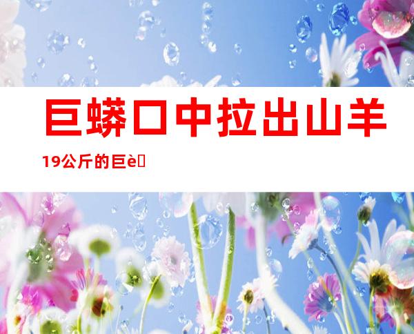 巨蟒口中拉出山羊 19公斤的巨蟒差点被撑死