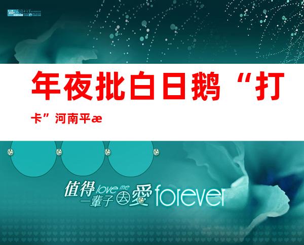 年夜批白日鹅“打卡”河南平易近权黄河故道湿地