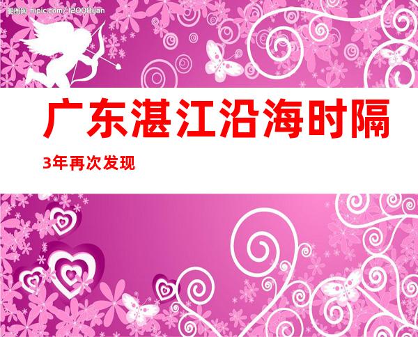 广东湛江沿海时隔3年再次发现中华凤头燕鸥