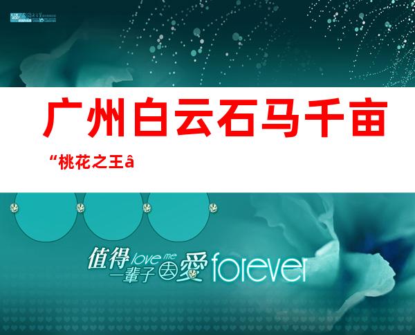 广州白云石马千亩“桃花之王”惹众爱 今年上市桃花约16万棵