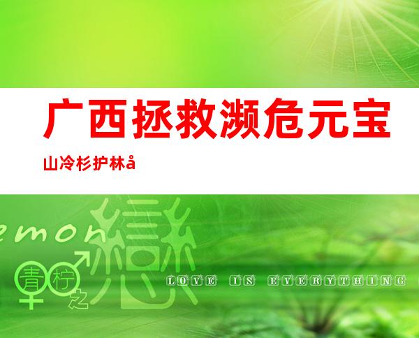 广西拯救濒危元宝山冷杉 护林员肩挑幼苗上海拔1500米地带种植