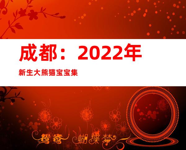 成都：2022年新生大熊猫宝宝集体亮相