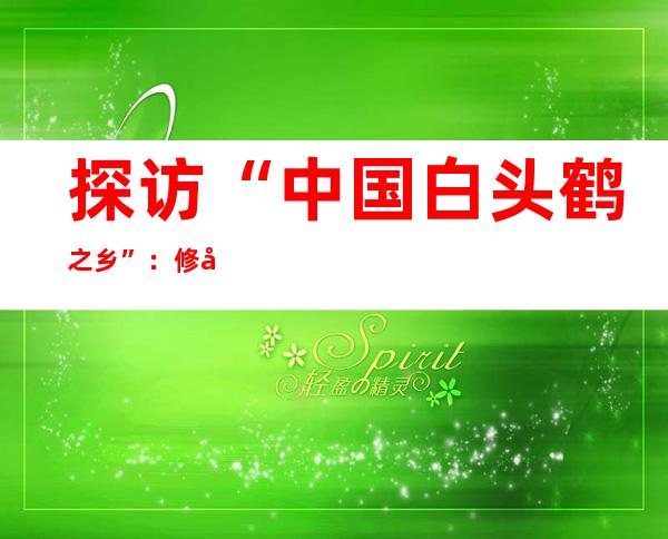 探访“中国白头鹤之乡”：修女鹤很“害羞” 千年塔头上筑爱巢