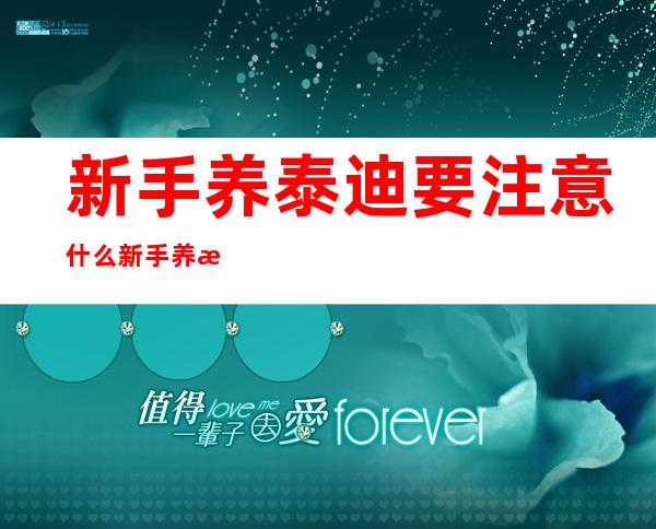 新手养泰迪要注意什么?新手养泰迪准备的东西有哪些?-新手养泰迪要注意什么什么疫苗