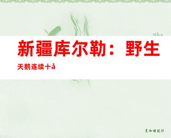 新疆库尔勒：野生天鹅连续十八年“赴约”至孔雀河越冬