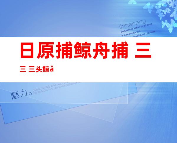 日原捕鲸舟捕 三 三 三头鲸 年夜 部门 是有身 的雌鲸