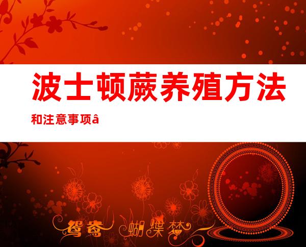 波士顿蕨养殖方法和注意事项——波士顿蕨为什么不能放客厅