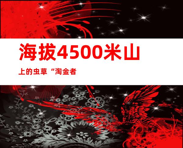 海拔4500米山上的虫草“淘金者”