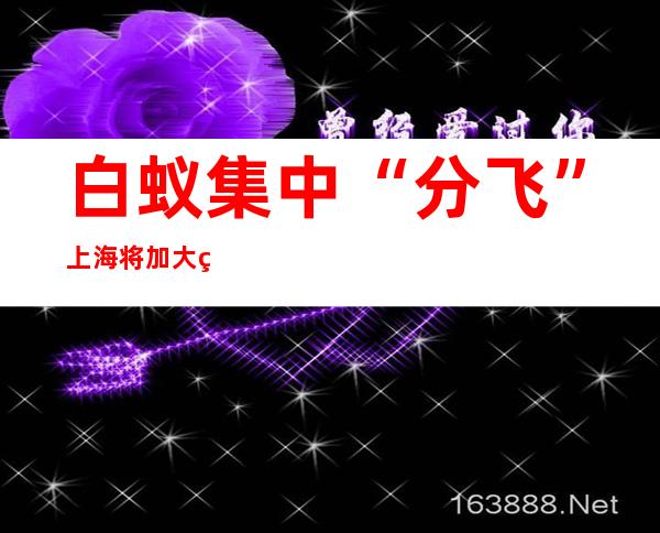 白蚁集中“分飞” 上海将加大病媒防治力度