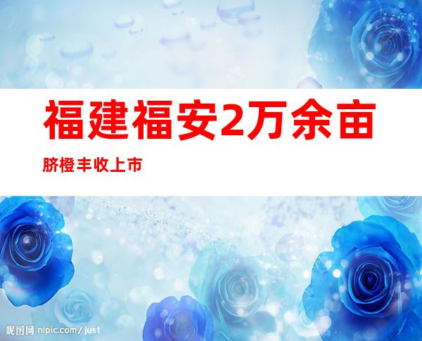 福建福安2万余亩脐橙丰收上市 助力庄家增收致富