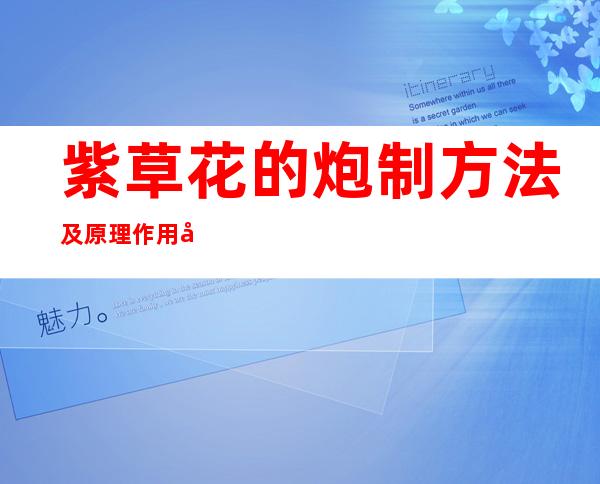 紫草花的炮制方法及原理作用功效_不同炮制方法有哪些