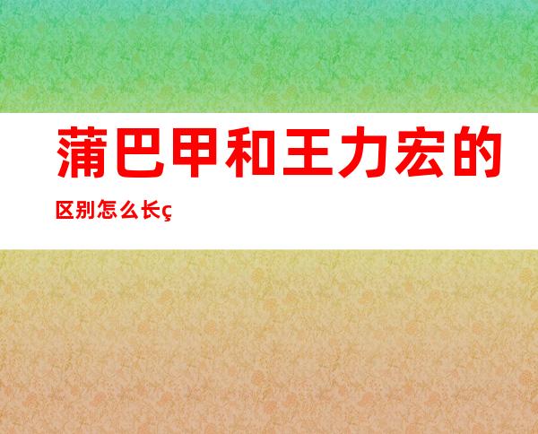 蒲巴甲和王力宏的区别 怎么长的那么像