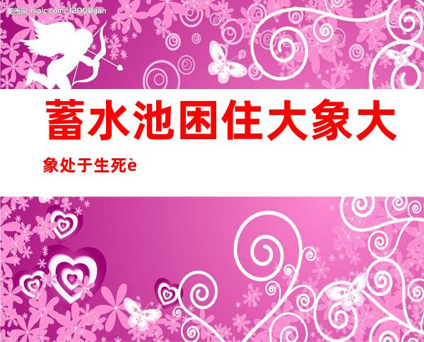 蓄水池困住大象 大象处于生死边缘警方全力营救