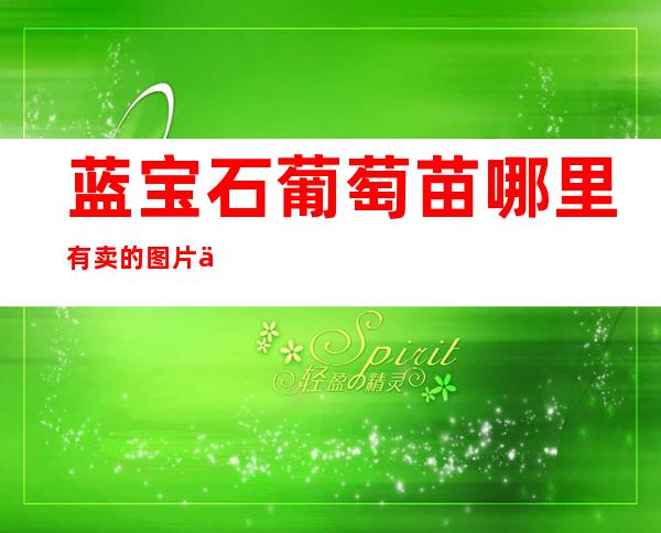 蓝宝石葡萄苗哪里有卖的?图片?价格?（蓝宝石葡萄苗适合什么地方种植）