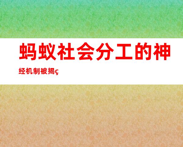 蚂蚁社会分工的神经机制被揭示