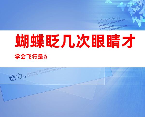 蝴蝶眨几次眼睛才学会飞行是哪首歌的歌词_蝴蝶眨几次眼睛才学会飞行阅读答案