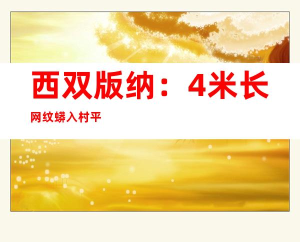 西双版纳：4米长网纹蟒入村平易近家“偷鹅” 平易近警实时处理