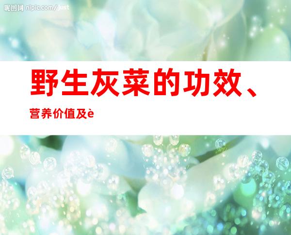 野生灰菜的功效、营养价值及药用食疗方法