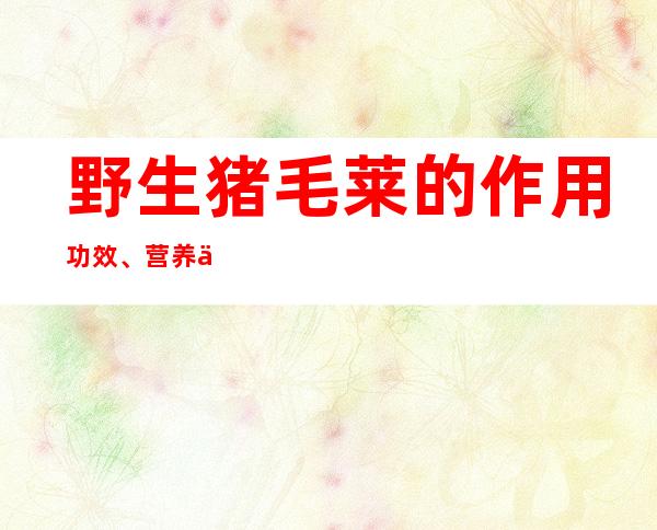 野生猪毛莱的作用功效、营养价值与药用食疗偏方